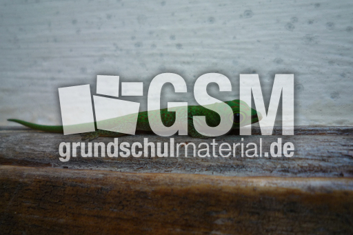 Grüner Seychellengecko-2.jpg